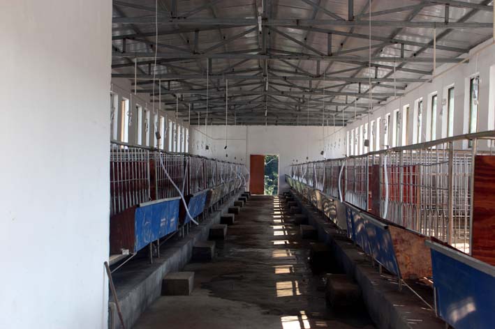 大業(yè)公司剛完工的新羊舍